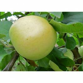 Яблоня Юбиляр