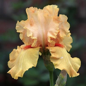 Ирис бородатый Нёрсери Скул