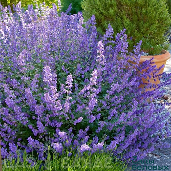 Котовник Фассена Блу Вандер