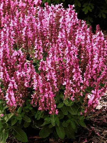 Шалфей дубравный Sensation Medium Deep Rose