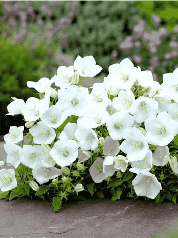Колокольчик  карпатский Avida White