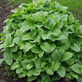 Мелисса лекарственная Кадриль