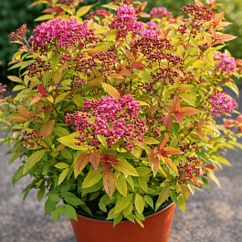 Спирея японская Sparking Carpet