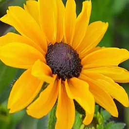 Рудбекия Marmelade