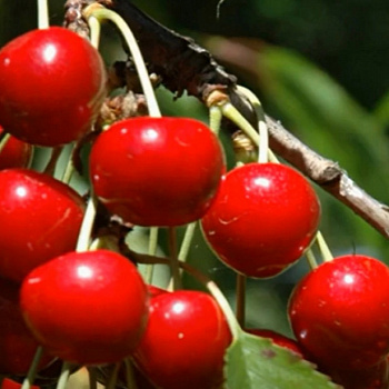 Вишня степная Пламенная