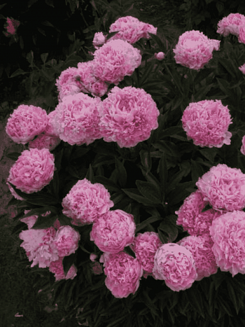 Пион Молочноцветковый Lady Kate