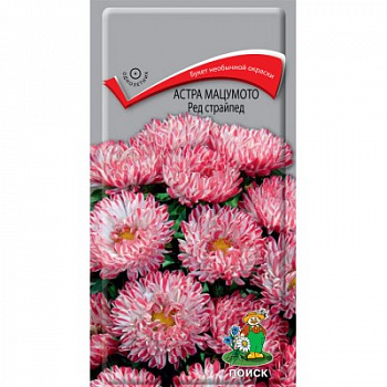 Астра мацумото Ред Страйпед