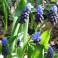 Мускари Latifolium