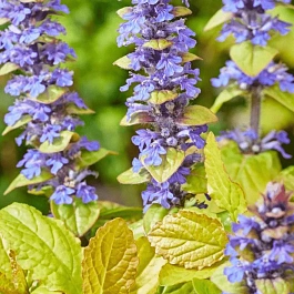 Живучка Feathered Friends Tropical Toucan