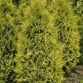 Туя западная Sunkist