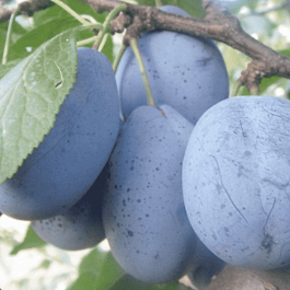 Слива Стенлей