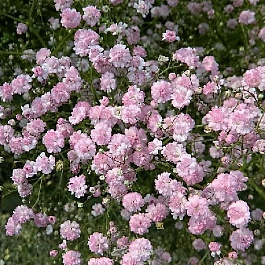 Гипсофила метельчатая Фламинго Гипсофила метельчатая Фламинго