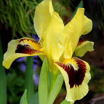 Ирис карликовый Ритц