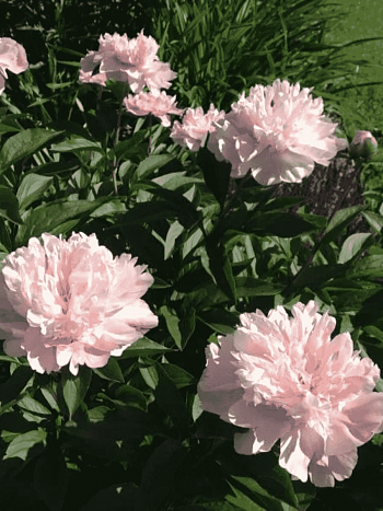 Пион Молочноцветковый Nancy Nora