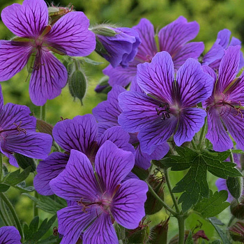 Герань великолепная Роземур