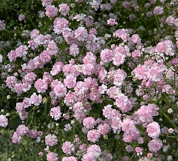 Гипсофила метельчатая Фламинго Гипсофила метельчатая Фламинго