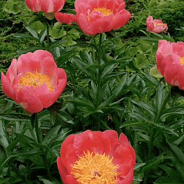 Пион Молочноцветковый Coral'n Gold