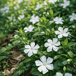 Барвинок малый Elisa