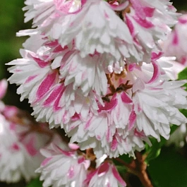 Дейция гибридная Rosea Plena