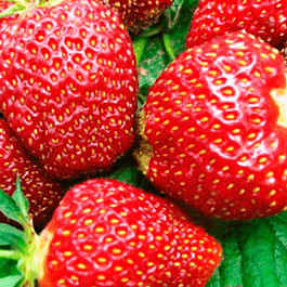 Земляника садовая Царица