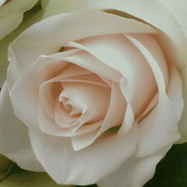 Роза Чайно-гибридная La Perla