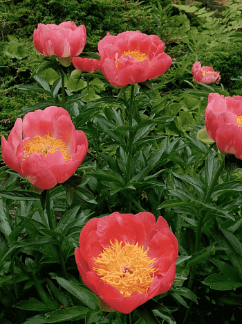 Пион Молочноцветковый Coral'n Gold