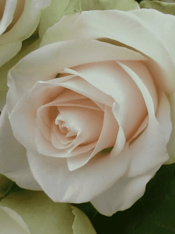 Роза Чайно-гибридная La Perla