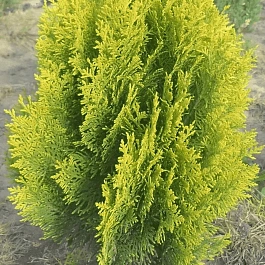 Туя восточная Pyramidalis Aurea