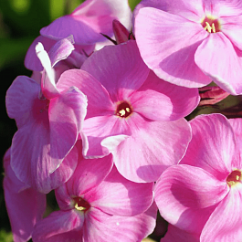 Флокс метельчатый Mies Copijn