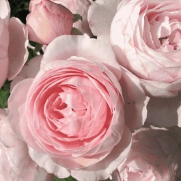 Роза Английская кустовая Geoff Hamilton