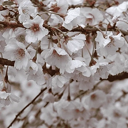 Вишня гибридная Hally Jolivette