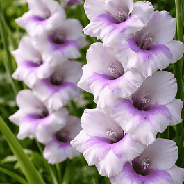 Гладиолус Condor Pasa