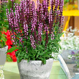 Сальвия дубравная Нью Деменшн Роуз