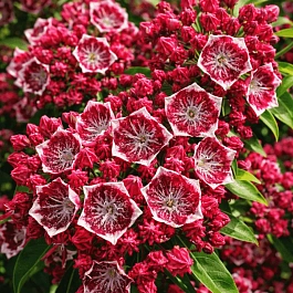 Кальмия широколистная Kaleidoscope