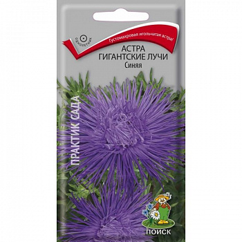 Астра Гигантские лучи Синяя