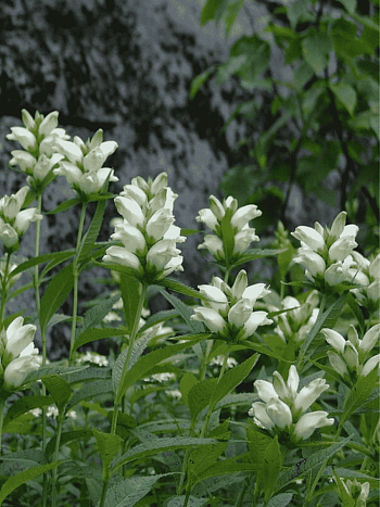 Хелоне косая Alba