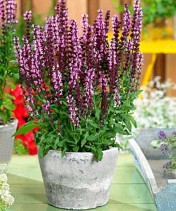 Сальвия дубравная Нью Деменшн Роуз