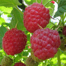 Малина традиционная Мишутка