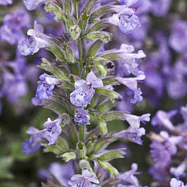 Котовник Cat's Meow WG