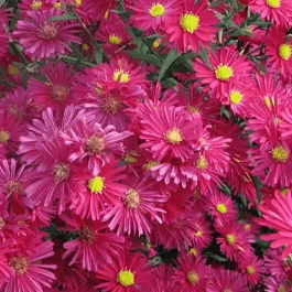 Астра ново-бельгийская Winston Churchill