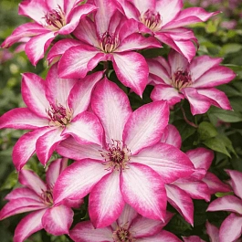 Клематис Picotee