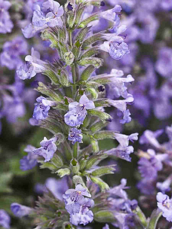 Котовник Cat's Meow WG