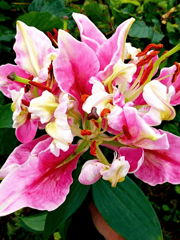 Лилия Parrot Pink Cariba