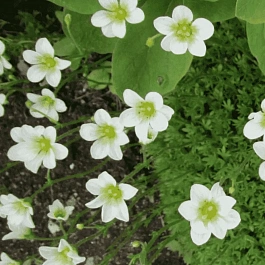 Камнеломка Арендса Alba