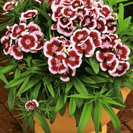 Гвоздика Dart Red Picotte