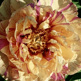 Пион ИТО Lollipop