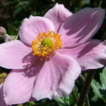 Анемона гибридная Хадспен Эбанден