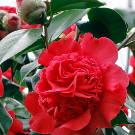 Камелия японская Крамерс Суприм (комнатное растение)