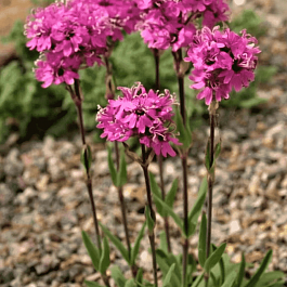 Лихнис альпийский