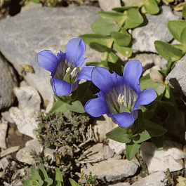 Горечавка тяньшаньская
